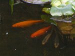 pond 047.jpg