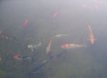 Koi and few goldies in 42 in. of water.JPG