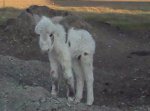 Baby mini donkey Feb 2012.jpg