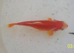 Baby goldfish #3.JPG