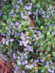 Ground cover blooming.JPG