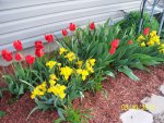 Iris and tulips.JPG