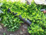 Creeping jenny, sedum and coreopsis.JPG