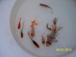 Goldfish from aquarium put into the new pond.JPG