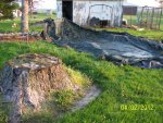 Goldfish pond covered for stump removal.JPG