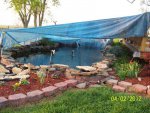 Tent over koi pond ready for stump removal.JPG