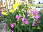 Closeup of waterfall plants - daffodils, salvia and not sure yet what the pink flower is.JPG