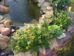 Waterfall plants and ... bullfrog.JPG