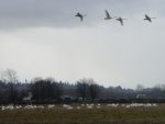 Trumpeter swans.jpg