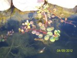 Water primrose - ludwigia.JPG