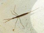 water scorpion 1.gif