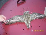 Unknown bird wing formation.JPG