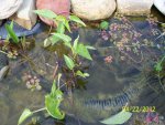 Koi bog - Lizards tail, creeping primrose, parrots feather, plant from JW.JPG