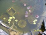 Water Fringe, lily pots, water clearing some can see the pots.JPG