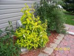 Butterfly bushes - 3.JPG