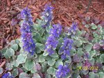 Ajuga groundcover.JPG