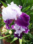 Iris purple and white double.JPG