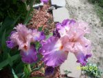 Iris lavender and pink.JPG