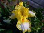 Iris yellow.JPG