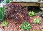 Japanese Maple with 3 Lamium around it and foam flower behind.JPG