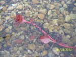 Toad eggs on ludwigia moved to bog.JPG