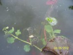 Toad eggs on lilies in goldfish pond.JPG