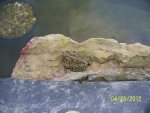 Toad on edge of goldfish pond.JPG