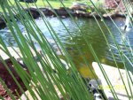 Water grass or reed maybe.JPG