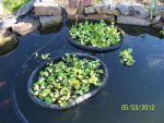 Water hyacinths in goldfish pond.JPG