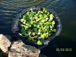 water hyacinths in netted ring in koi pond.JPG