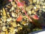 Toad tadpoles up to about quarter inch now.JPG