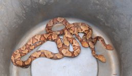 copperhead round up 02.JPG