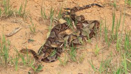 copperhead round up 04.JPG