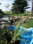 Plants waiting to be put back in koi bog.JPG