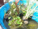 Plants waiting to go back into bog.JPG