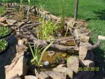 Roots on goldfish pond bog.JPG