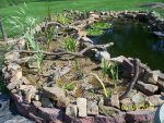 Roots put across goldfish pond bog.JPG