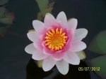 Pale pink with pink and yellow center.JPG