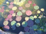 Lilies in goldfish pond.JPG