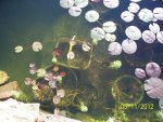 Mini lilies and Miami Rose (bottom left) in goldfish pond.JPG