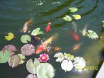 Murky koi pond water.JPG