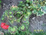 geranium red and green leaves.JPG