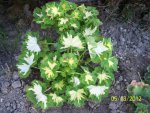 green and white leaf geranium.JPG