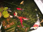 pee house pond 2012 024.JPG