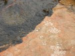 Two trapdoor snails in waterfall pool.JPG