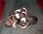 5 hour old puppies.JPG