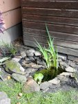 wildlife-pond-project-04.jpg