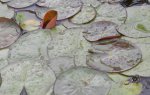 Two turtles in goldfish pond.JPG