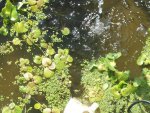 pee house pond 2012 036.JPG