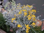 Dusty Miller in bloom next to koi pond.JPG